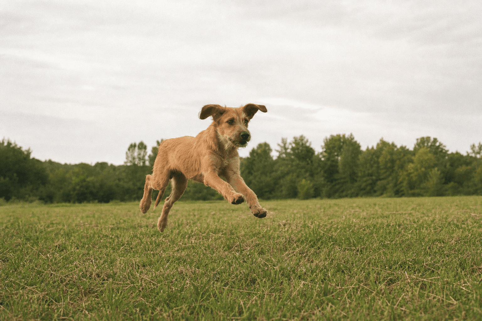 A lanky 10-month-old dog mid-leap across a grass field, all four feet off the ground.